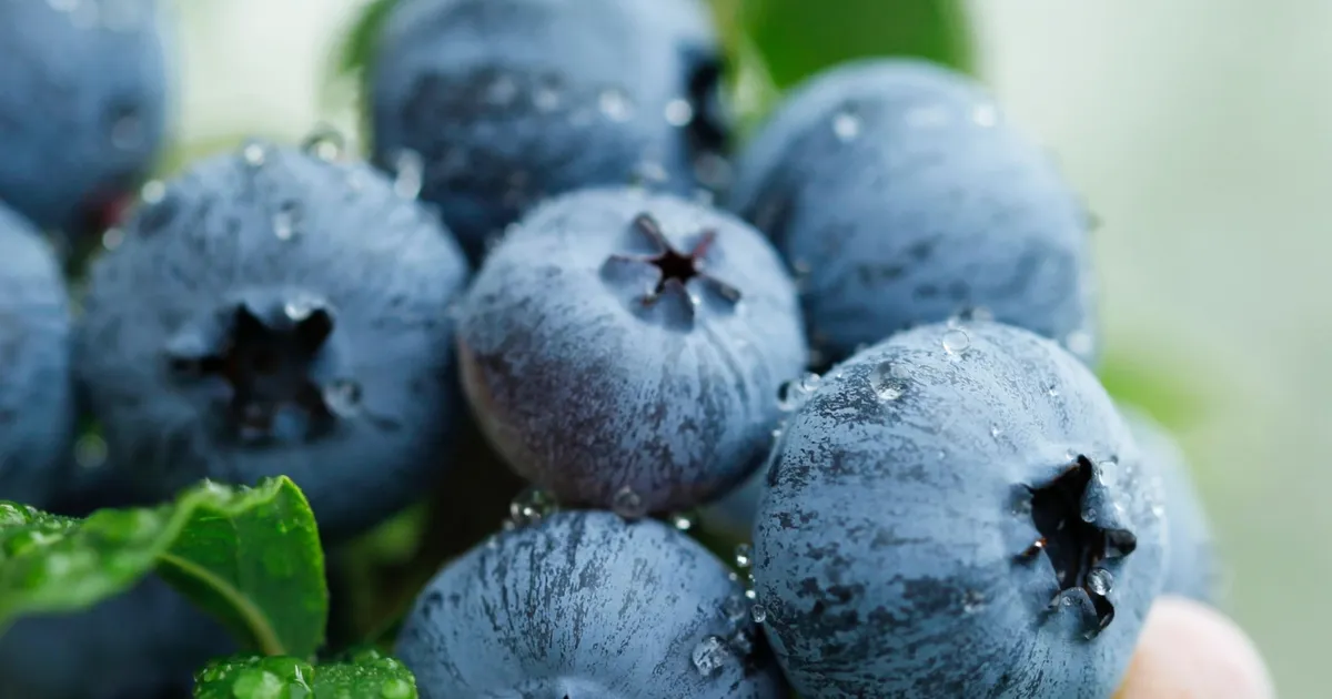 yaban-mersini-ureticileri-icin-bursada-tek-catida-uludag-blueberry-birligi-kuruldu-GrUTBXg4.webp
