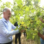 İnegöl fındığında hasat zamanı
