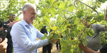 İnegöl fındığında hasat zamanı